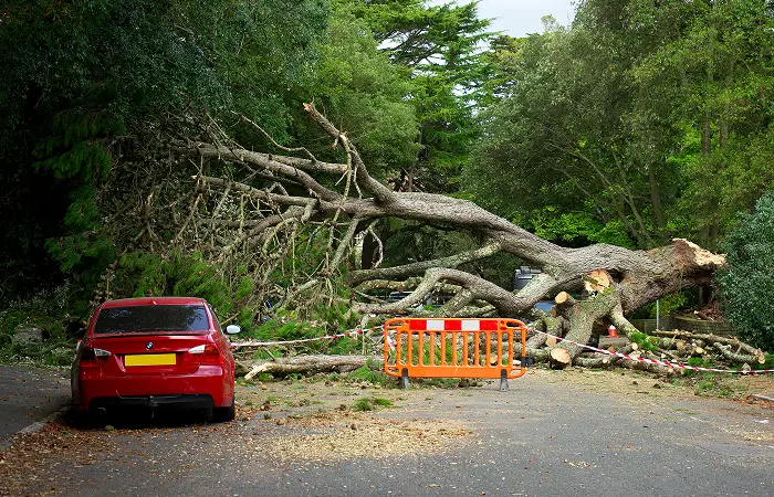 professional storm debris removal