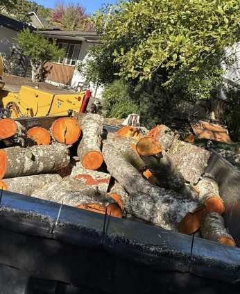 tree property maintenance