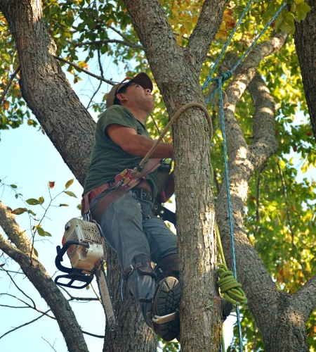 hazardous tree removal service hazardous tree removal service