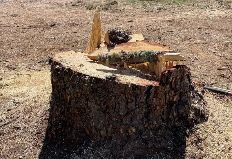 precision arborist tree removal